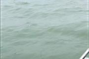 泉州海域首次出现 6头中华白海豚“同框”