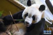 大熊猫“园园”正式亮相维也纳