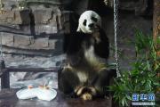 大熊猫：空调房里乐享清凉一夏