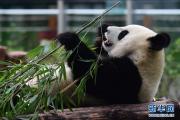 大熊猫“姐妹花”安然度暑