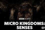 BBC推昆虫世界AR应用，将于秋季登陆Magic Leap