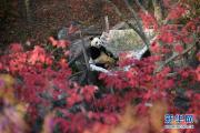 旅美大熊猫“贝贝”接受回国前最后一次体检